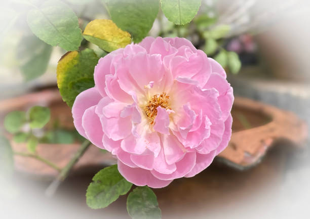 pink  rose flower. blooming    in nature