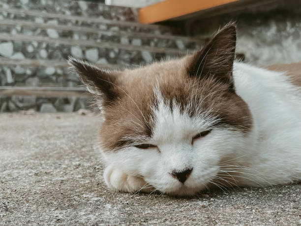 istock Cute Persian cat is resting on  floor 2183951273