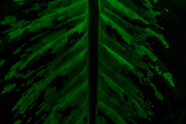 Alocasia sp., yellow green leaf blade of a tropical plant in a botanical collection, Odessa