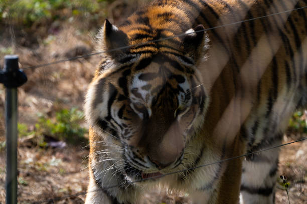 Majestic siberian tiger walking through the grass in its natural habitat