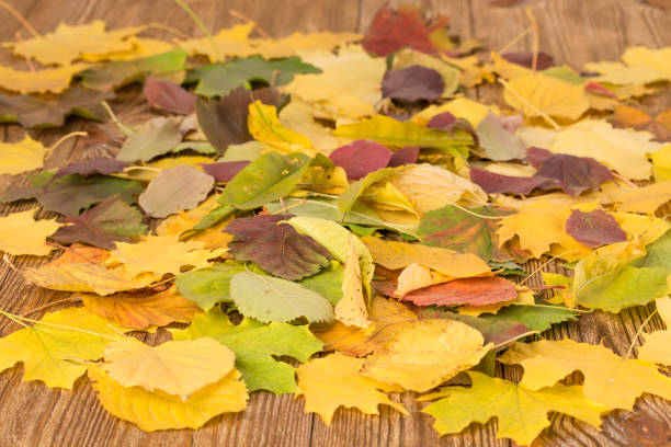 Multicoloured autumn leaves on a wooden table