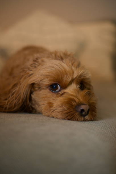 istock Cavapoo dog cute puppy-dog eyes 2183955961