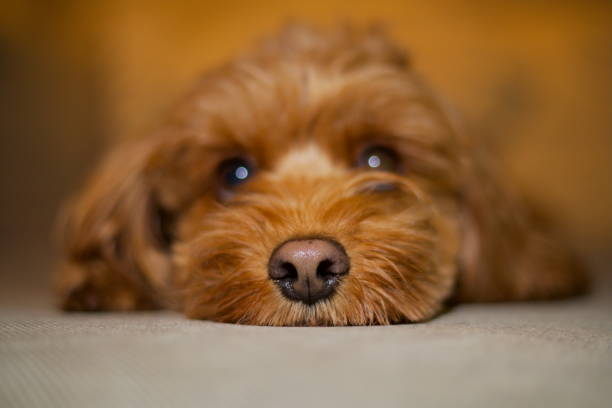 istock Extreme close up of cavapoo dog nose 2183955993