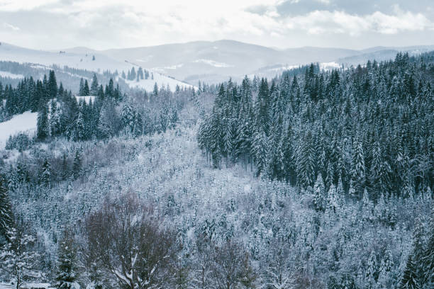 A serene winter landscape featuring snow-laden trees and rolling hills. The pine and deciduous trees are covered in fresh snow, creating a peaceful scene under a cloudy sky. Ideal for capturing the beauty of winter in the mountains.