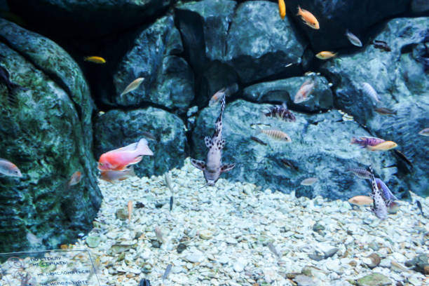 istock A school of small fish near the bottom. 2183960148