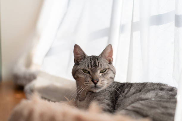 istock Cute cat relaxing by the window 2183960354