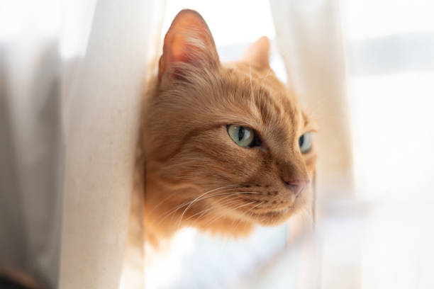 istock A cat peeking out from between the curtains 2183960382