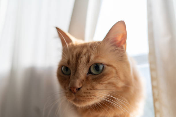 istock A cat peeking out from between the curtains 2183960399