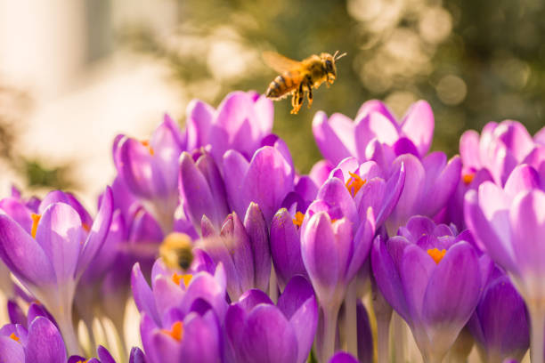 Violet crocus flowers in spring with flying bees collecting honey, Germany
