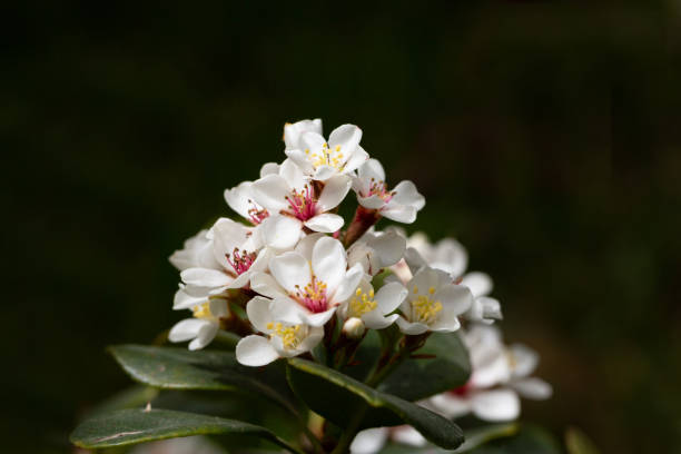 Rhaphiolepis umbellata blooms in the garden in spring. Amazing white flowers with colorful yellow and red stamens. Rhaphiolepis umbellata blooms in spring. Amazing white flowers with colorful yellow and red stamens. indian hawthorn stock pictures, royalty-free photos & images