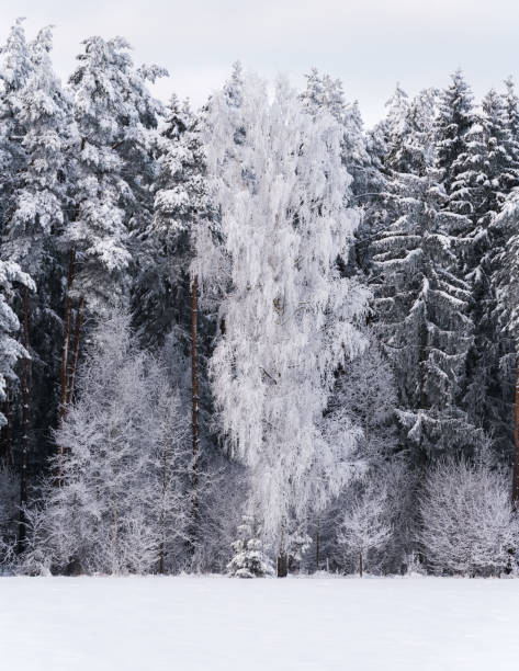 Big trees at the edge of the forest, all covered with frost and snow, the birch stands out against the background of spruces, pines, all in white, the brown trunks of the pines stand out.