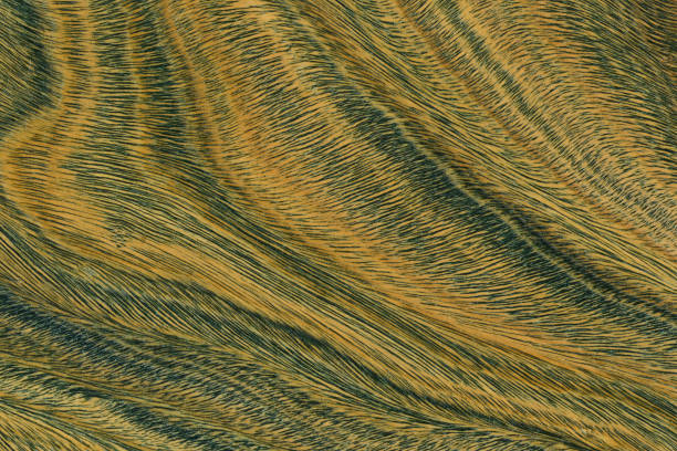 istock Green and brown PaloSanto wooden pattern. 2183963284