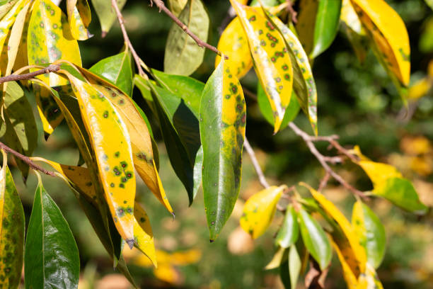istock Autumn leaves from the Persimmon tree 2183965136