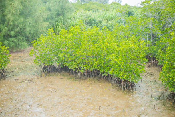 istock Miyako Island Shimajiri Mangrove 2183966485
