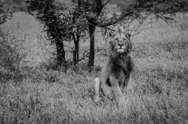 istock The king in black and white 2183966520
