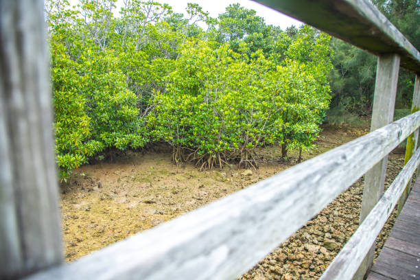 Miyako Island Shimajiri Mangrove