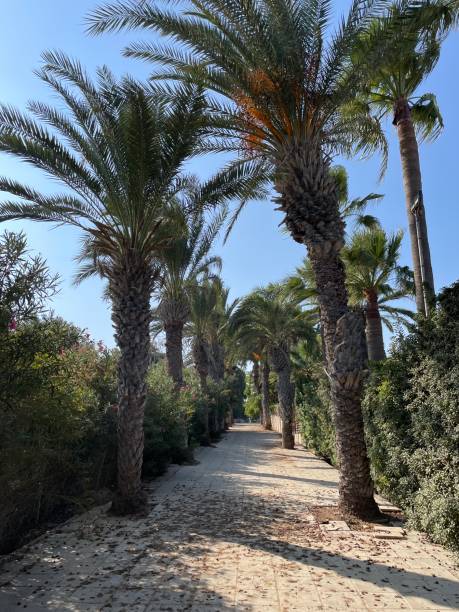 istock avenue of date palms 2183966721