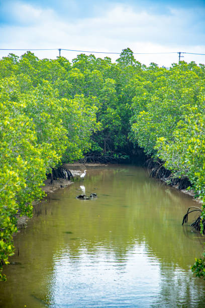 istock Miyako Island Shimajiri Mangrove 2183966814