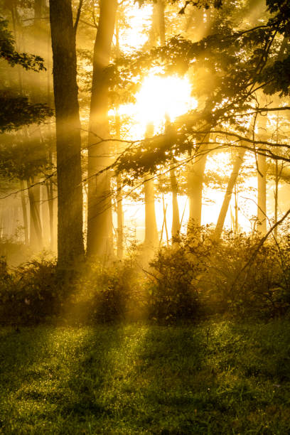 istock Sunrise Crepuscular Ray 2183967587