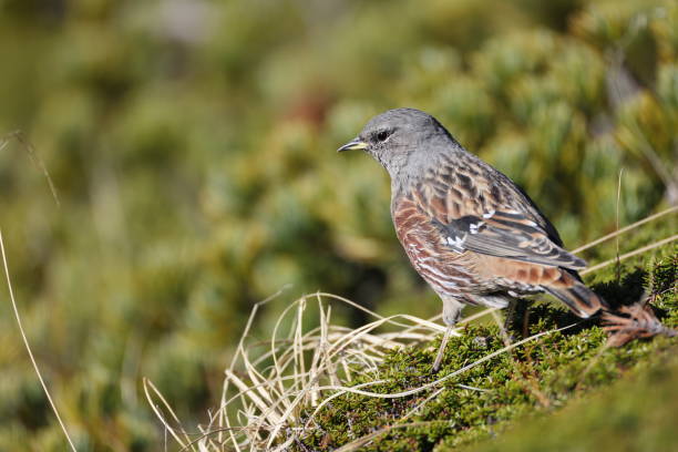 istock Alpine accentor (Prunella collaris erythropygia) in Japan 2183969572