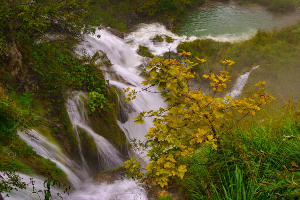 Plitvice Lakes, Croatia – July 21, 2025: A forest stream gently cascades through moss-covered rocks beneath a dense canopy of beech and fir trees.