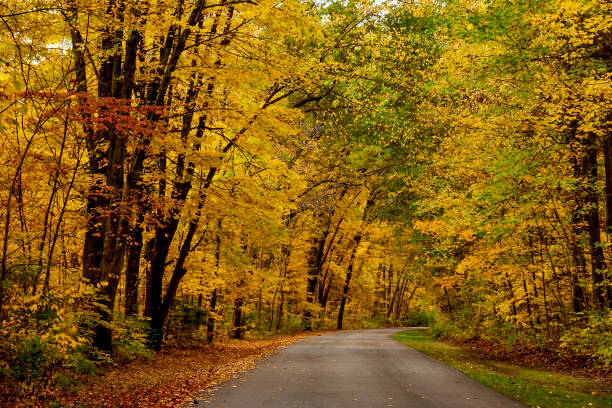 istock Golden Leaves Down the Road 2183972582