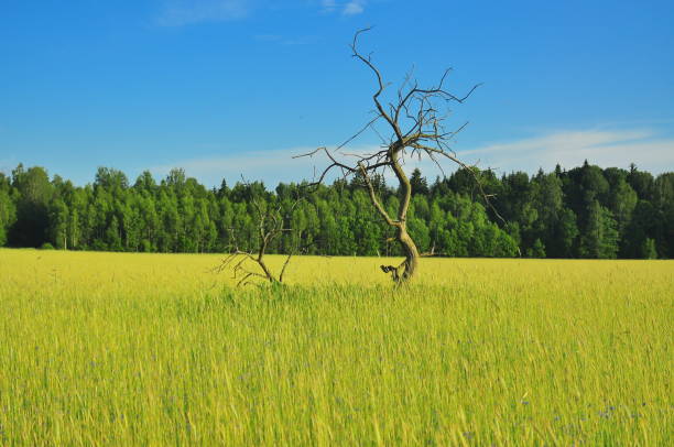 A lonely tree in a field brings philosophical thoughts
