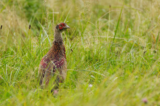 istock colourful pheasant from the side, pheasant in the tall meadow, pheasant hiding between high blades of grass, male pheasant in a wild meadow 2183973668