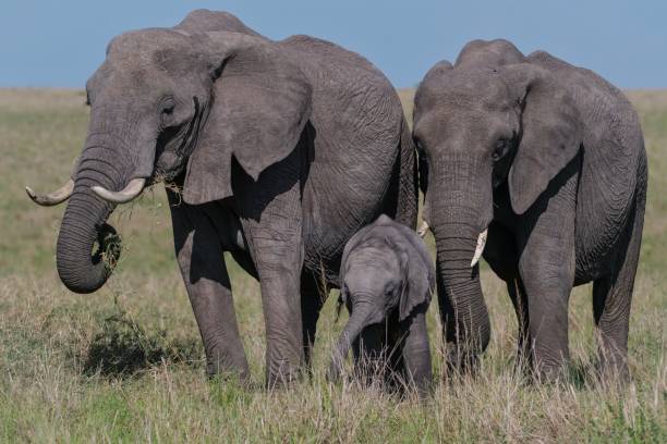 istock African Elephants family protection 2183975061