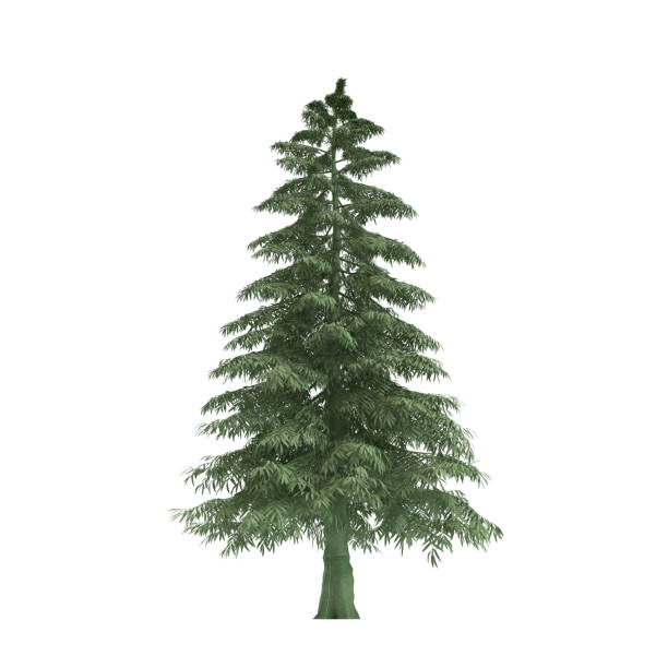 istock Majestic evergreen pine tree standing tall on white background 2183975409