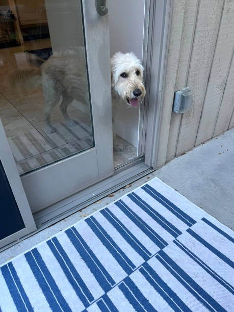 istock Doodle dog in doorway 2183976405
