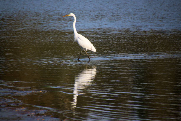 istock A view of a Great White Egret 2183976732