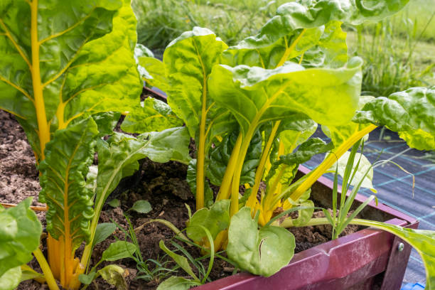 istock Tall chard leaves growing in a vegetable garden bed. 2183976907
