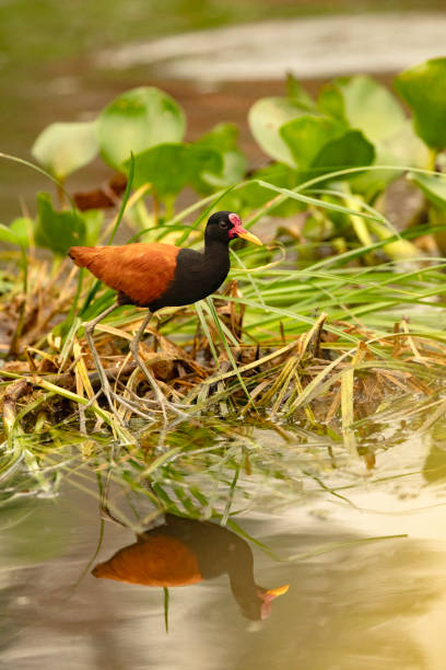 A Wattled Jacana, Jacana jacana, walking, with the help of its very long toes, on top of floating vegetation in a river of the Pantanal Wetlands in Brazil.
