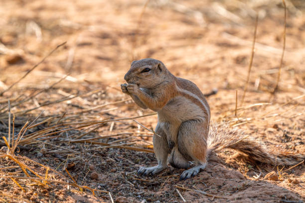 istock Cape ground squirrel in Kgalagadi Transfrontier Park, South Africa 2183978696