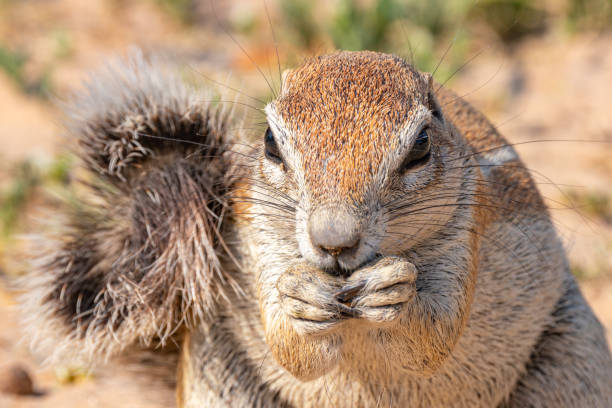 istock Cape ground squirrel in Kgalagadi Transfrontier Park, South Africa 2183978701