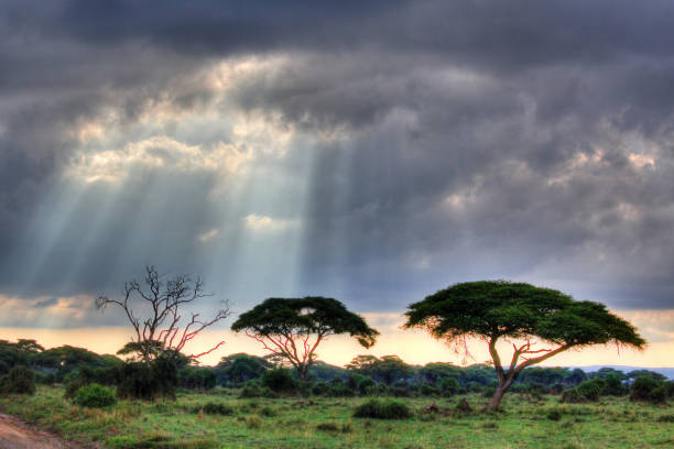 African savannah, Game reserve like Kruger Park and the Serengeti, African bushveld and wilderness in South Africa, Kenya or Tanzania.