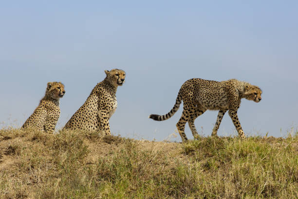 istock Cheetahs on the lookout 2183979048