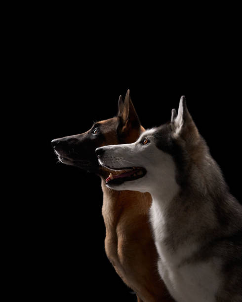 istock Malinois and Husky with attentive expressions on black background indoors 2183979049