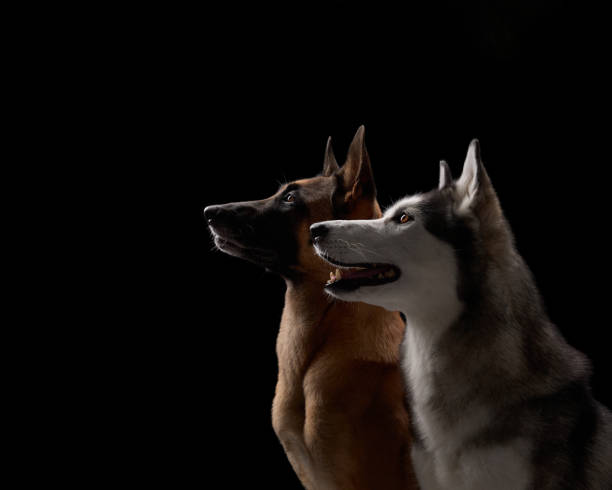 istock Malinois and Husky looking away indoors on black background 2183979066