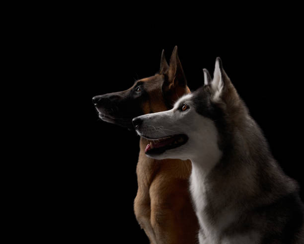 istock Siberian Husky and Malinois profiles on black background indoors 2183979071