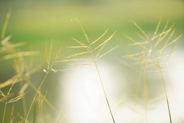 A serene view of delicate green grass blades swaying gently in soft natural light, creating a tranquil and peaceful atmosphere in a blurred outdoor background.