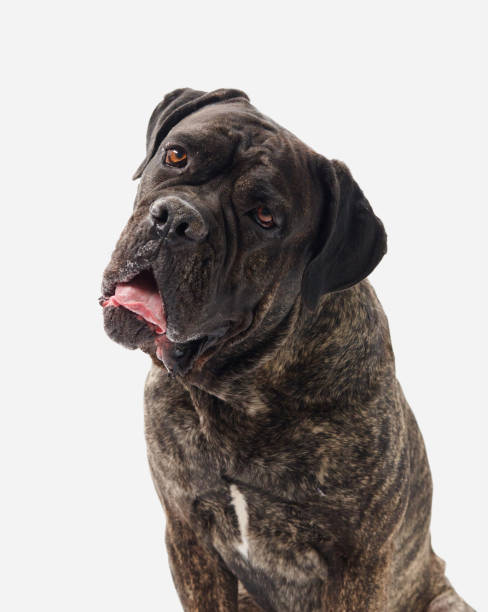 istock Cane Corso head tilt on white background indoors 2183979200