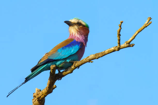 istock Lilac breasted roller, in Kruger National Park, South Africa 2183979331
