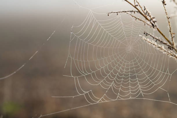 A spider's web hangs between dry branches in the fall. Drops of dew hang from the web. The background is pastel brown. Dawn is breaking.