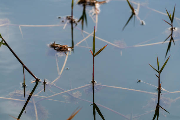 istock aquatic plants on the pond 2183980977