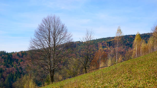 istock Autumn calm peace trees, rural pasture, withering yellow grass 2183981046