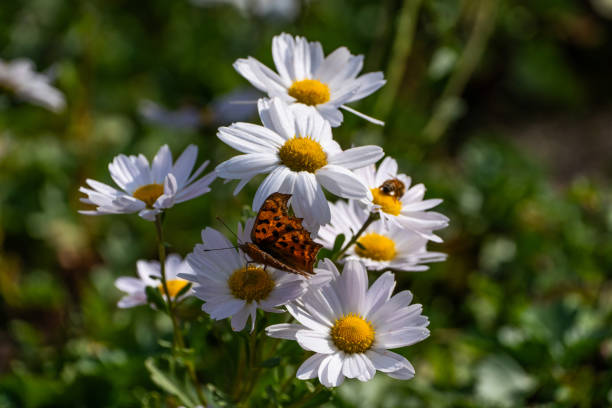 nature, insect and flower