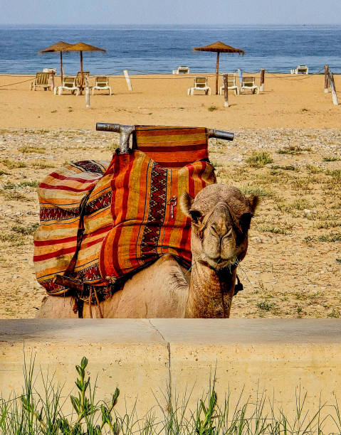 istock Waking up with the Dromedary, Agadir, Morocco 2183982052