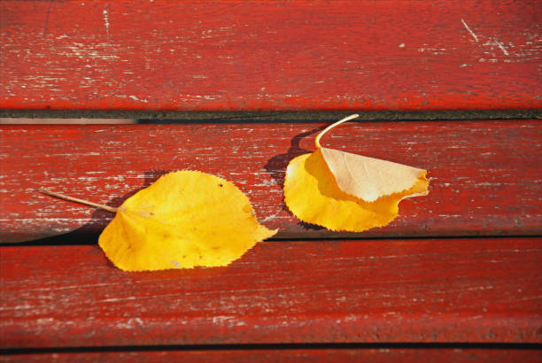 Two yellow autumn leaves on the park bench